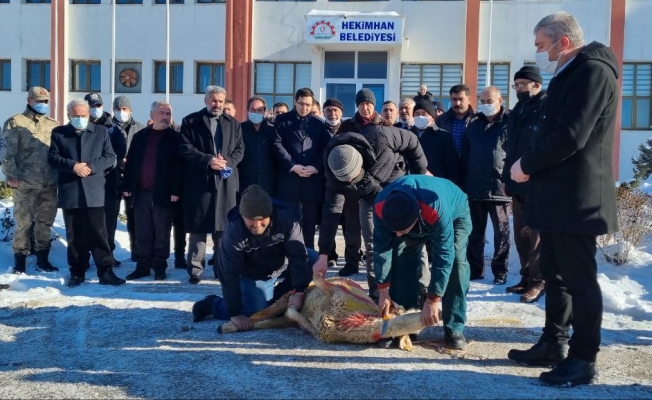 Hekimhan Belediyesi kardan dolayı 'şükür kurbanı' kesti