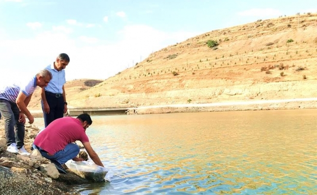 Malatya’daki göletlere 2 milyon yavru balık