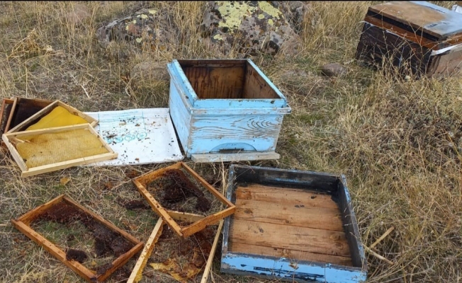 Malatya'da aç kalan ayılar arı kovanlarına saldırdı