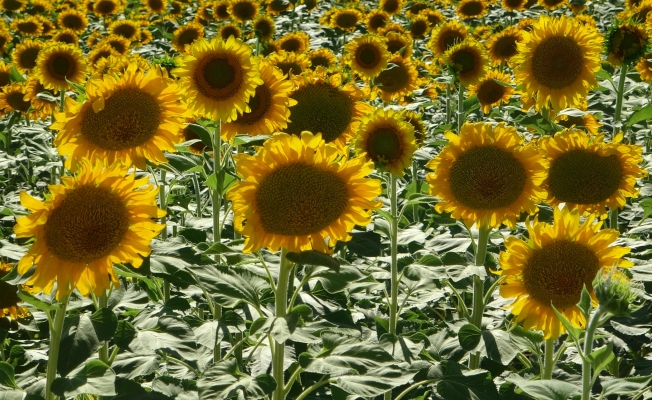 Yazıhan’da ayçiçeği tarlaları hasat için gün sayıyor