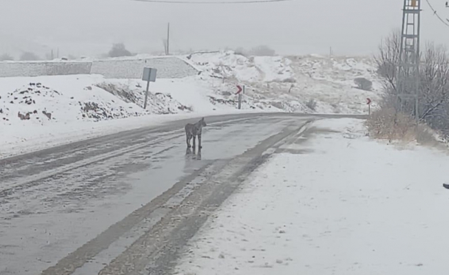 Malatya'da nesli tükenmekte olan vaşak görüldü