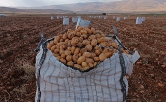 Darende'de patates hasadına başlanıldı