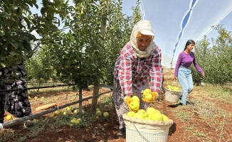 Doğanşehir'de elma hasadı başladı